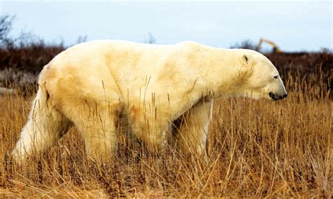 What is the Polar Bear Jail (Holding Facility) in Churchill, Canada ...