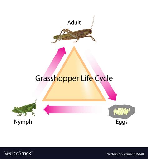 Grasshopper life cycle Royalty Free Vector Image