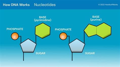 Dna Structure Labeled Hydrogen Bonds