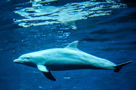 Dolphin Marine Mammals Animals · Free photo on Pixabay