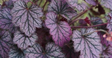 Coral Bells Companion Plants: What Are The Best Coral Bells Plant Companions?