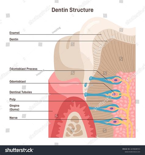 Structure Dentine Calcified Tissue Human Teeth Stock Vector (Royalty Free) 2239648723 | Shutterstock