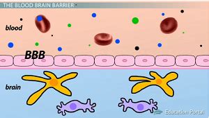 Blood-Brain Barrier | Definition, Function & Structure - Lesson | Study.com