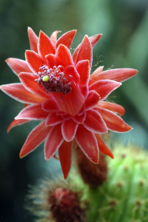 Coral Cactus Flower | Blooming cactus, Red cactus, Cactus flower