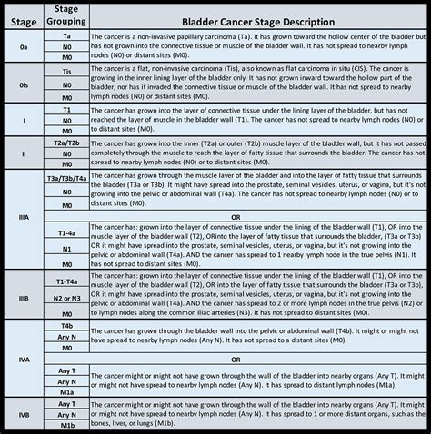 Understanding the Stages of Bladder Cancer | Berkeley Institute International