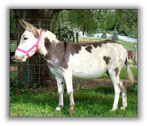 Donkey Color Genetics | Color Genetics | Horse coloring, Horses, Animals