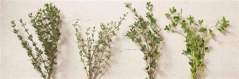 Thyme Seeds | Organic Varieties | Johnny's Selected Seeds