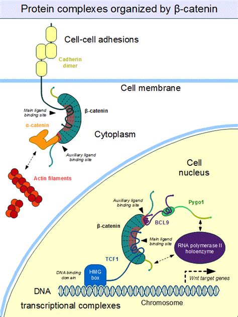 Beta-catenin complexes | BioSerendipity