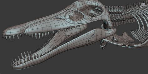 Kronosaurus pliosaur skull skeleton model - TurboSquid 1248852