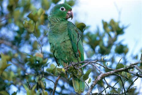 Mealy Amazon Parrot - Stock Image - C004/6386 - Science Photo Library