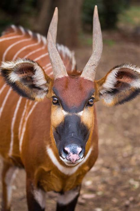 Kenya opens sanctuary for endangered antelope - The East African