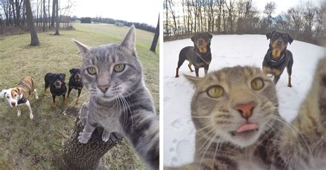 This Selfie Taking Cat Takes Better Selfies Than You | Bored Panda