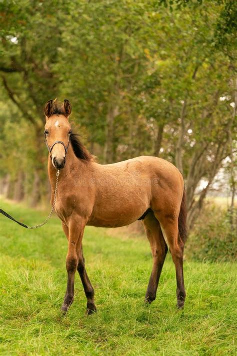 Portrait of Buckskin Foal, the Horse with Halter Stands in the Forest. Autumn Sun Stock Photo ...