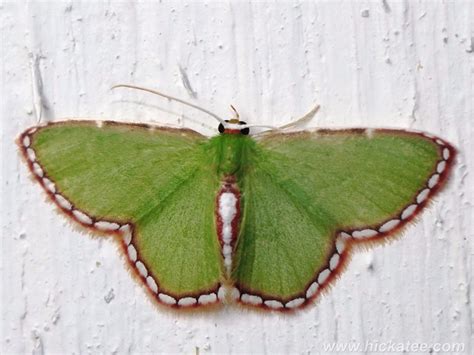 Geometer Moth - Family Geometridae - NMW 20 July 2014-087 | Flickr