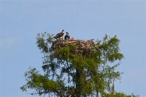 Turkey vulture nest | Stephen Taylor | Flickr