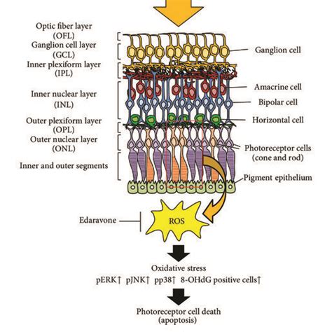 A hypothetical radical-scavenging mechanism of edaravone. Edaravone... | Download Scientific Diagram