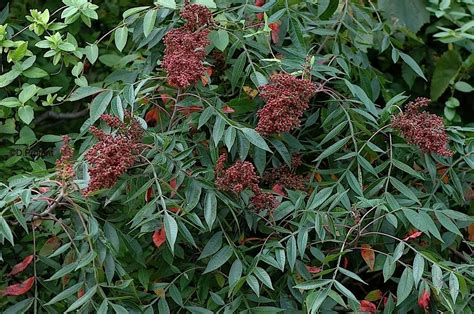 Rhus copallina- Winged Sumac - Long Island Natives