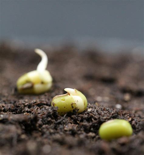 New insights into the earliest events of seed germination