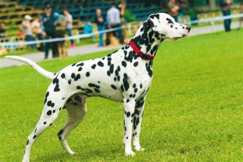 10 Low-Maintenance Large Dog Breeds - PetHelpful