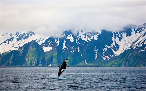 Welcome to Kenai Fjords National Park