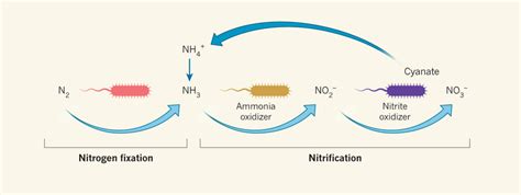 Reciprocal feeding. Nitrification is a two-step process. First, one set... | Download Scientific ...