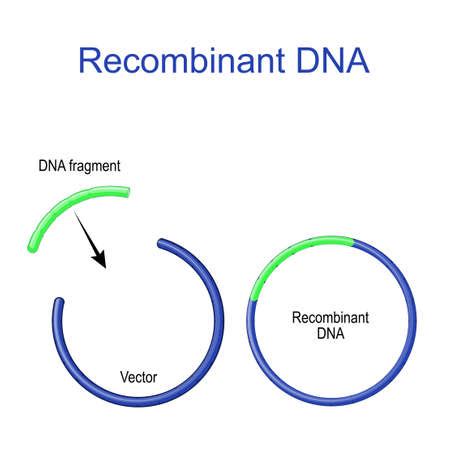 Vector of Plasmids and Recombinant DNA. - ID:173872206 - Royalty Free ...