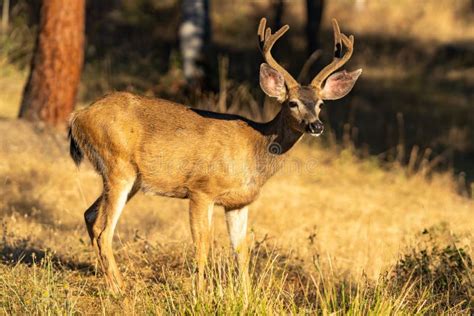 White-tailed Deer Buck with Antlers. Stock Image - Image of mammal ...