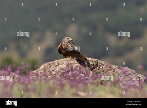 red kite summer migration Stock Photo - Alamy