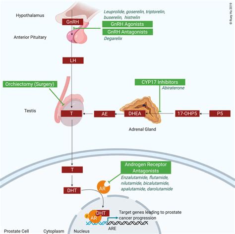 Adt Therapy For Prostate Cancer