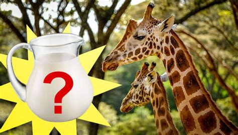 Is Giraffe Milk Really The Next Superfood?