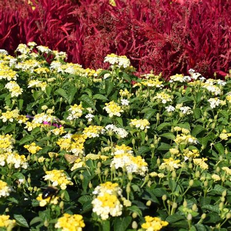 Lantana camara Gem™ 'Compact Yellow Topaz' Lantana | Garden Center ...