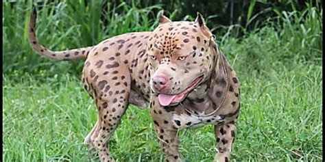 [Gallery] These Are The Rarest And Most Stunning Dog Breeds In The World Loyal Dog Breeds, Rare ...