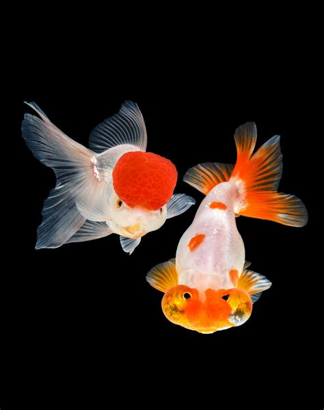 Goldfish genome lends insights into origins a | EurekAlert!