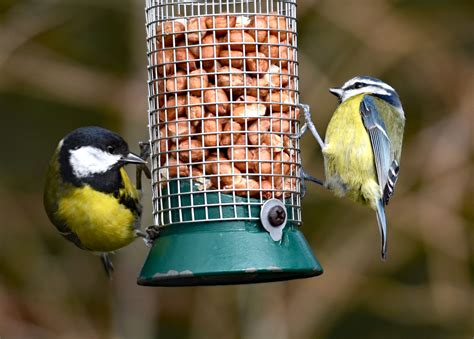 Should I be feeding Wild Birds in Autumn? - ColourFence Limited