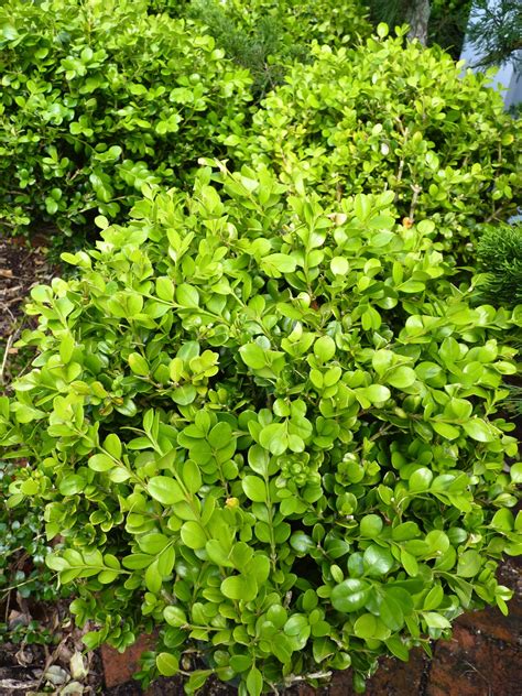 Box, Boxwood & Buxus Topiary | HEDGE Garden Design & Nursery