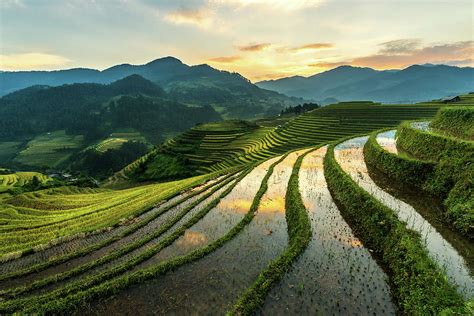 Rice Terraces At Mu Cang Chai, Vietnam Photograph by Chan Srithaweeporn ...