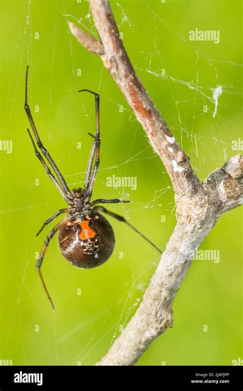 Southern Black Widow Spider - Latrodectus mactans Stock Photo - Alamy