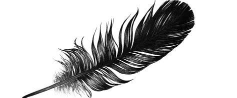 Black Feather Meaning, What Does the Black Feather Mean?