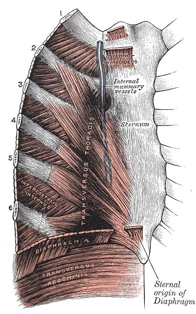 Sternohyoid muscle - wikidoc