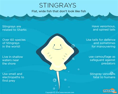 Stingray Facts and Information - Gifographic for Kids | Mocomi