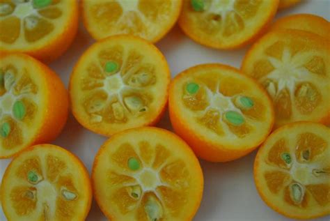 Meiwa Kumquat | Fruit Maven