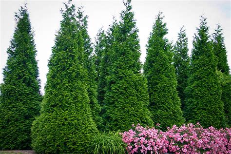 Thuja Green Giant | Buy Arborvitae Trees