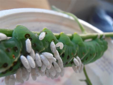 The Insect World: Manduca quinquemaculata: The Tomato Hornworm