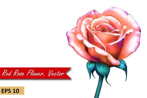 Red Orange Rose with Stem. Vector | Illustrator Graphics ~ Creative Market