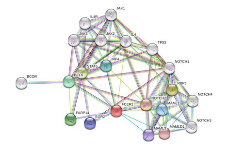 CD23 Protein Overview | Sino Biological