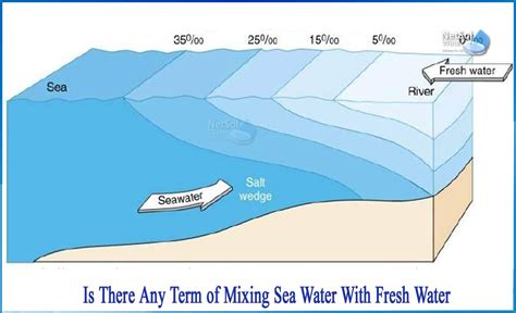 Is there any term of mixing sea water with fresh water