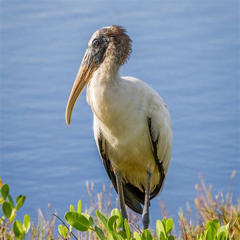 Wood Stork | Wildlife and Wild Lands