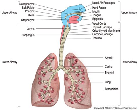 Airway Management Module 2.1 CEU - Continuing Education from EMT National Training