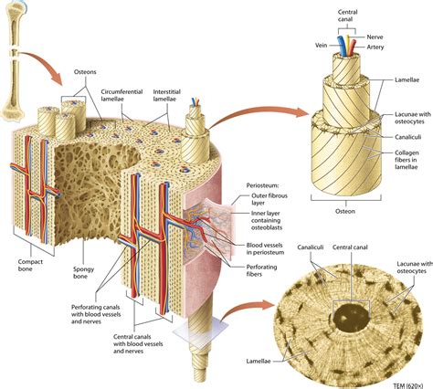 Module 6.2 Microscopic Structure of Bone Tissue | Structure of bone ...