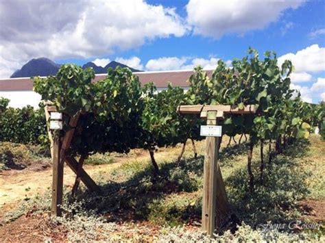 Babylonstoren Wine Tasting & Cellar Tour | Inspired Living SA